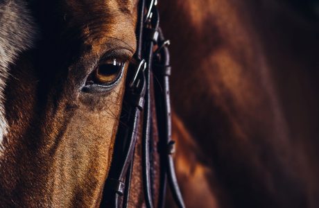 Primo piano di un occhio di un cavallo con testiera