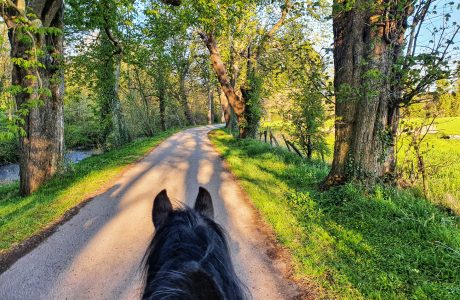 Equitazione in sicurezza: passeggiata a cavallo