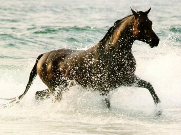Cavallo in corsa nel mare