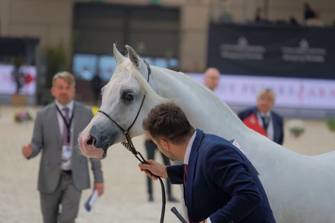 CavalloArabo Fieracavalli2021 EnneviFoto Veronafiere