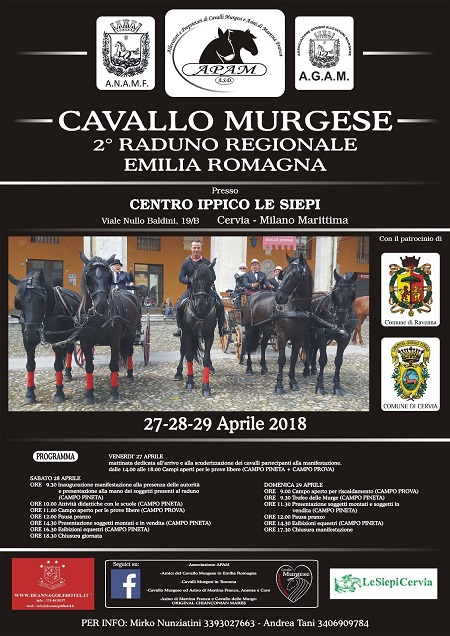 Murgese horses join together in Emilia Romagna | HorseShowJumping