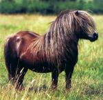 Pony Shetland 3