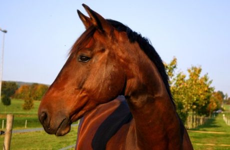 Un cavallo baio