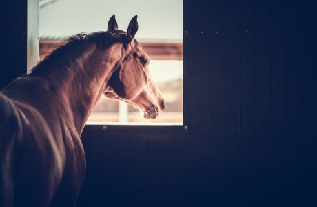 Cavallo nel box