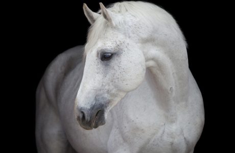 Cavallo grigio per il comportamente del cavallo