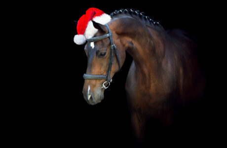 Cavallo baio con cappello di Natale che augura Buone Feste