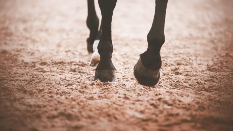 piedi di un cavallo durante allenamento