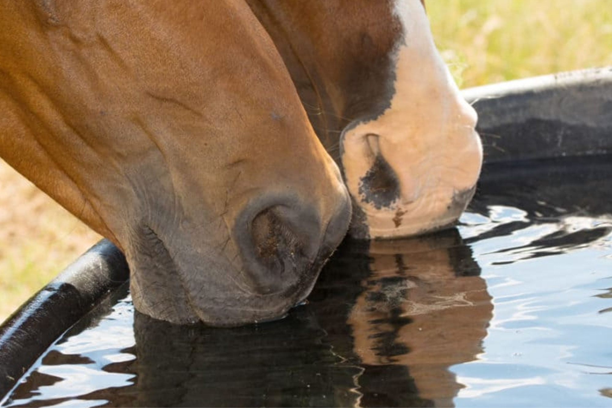 cavallo che beve 4