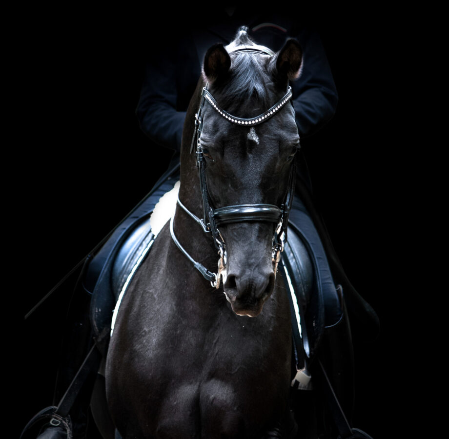 Cavallo nero durante una competizione di Dressage