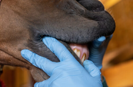 Foto i-stock Neville cura denti cavallo