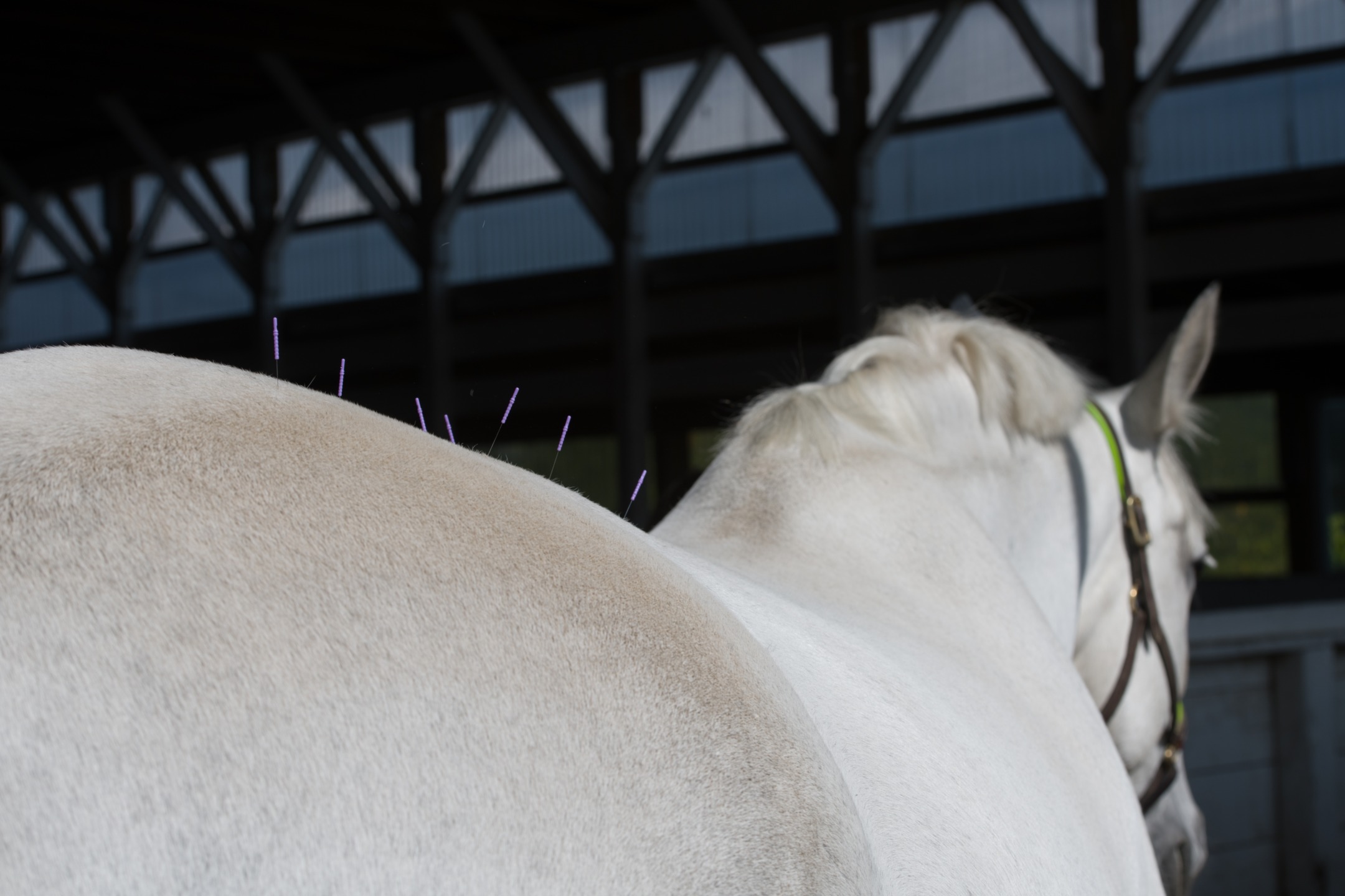 Seduta di agopuntura veterinaria su un cavallo grigio