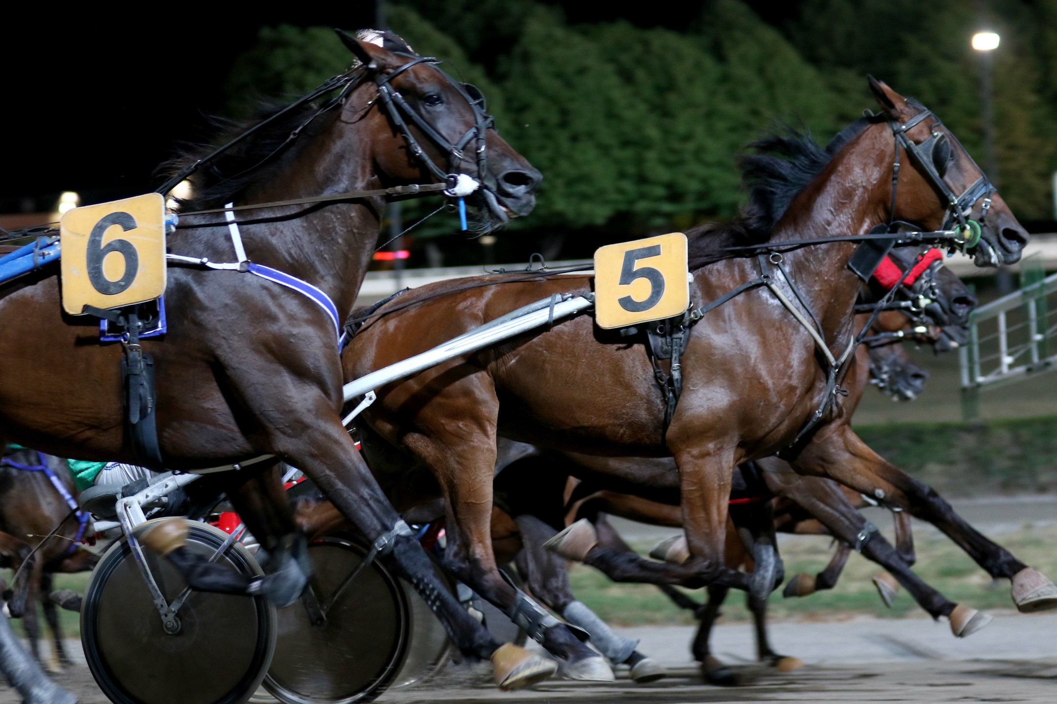 partenza di una corsa di trotto all'ippodromo di Cesena