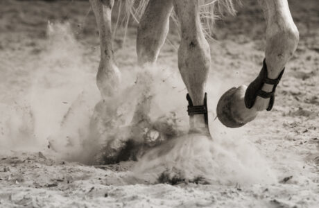 movimento del cavallo mentre galoppa