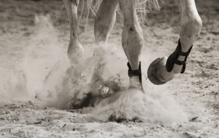 Gambe di un cavallo grigio mentre galoppa