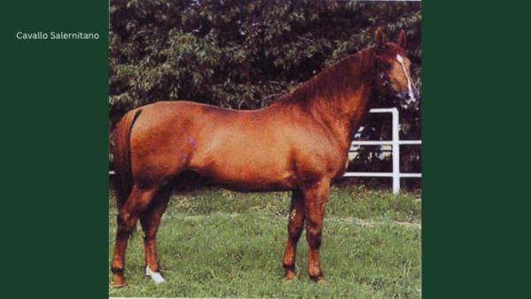 Cavallo Salernitano