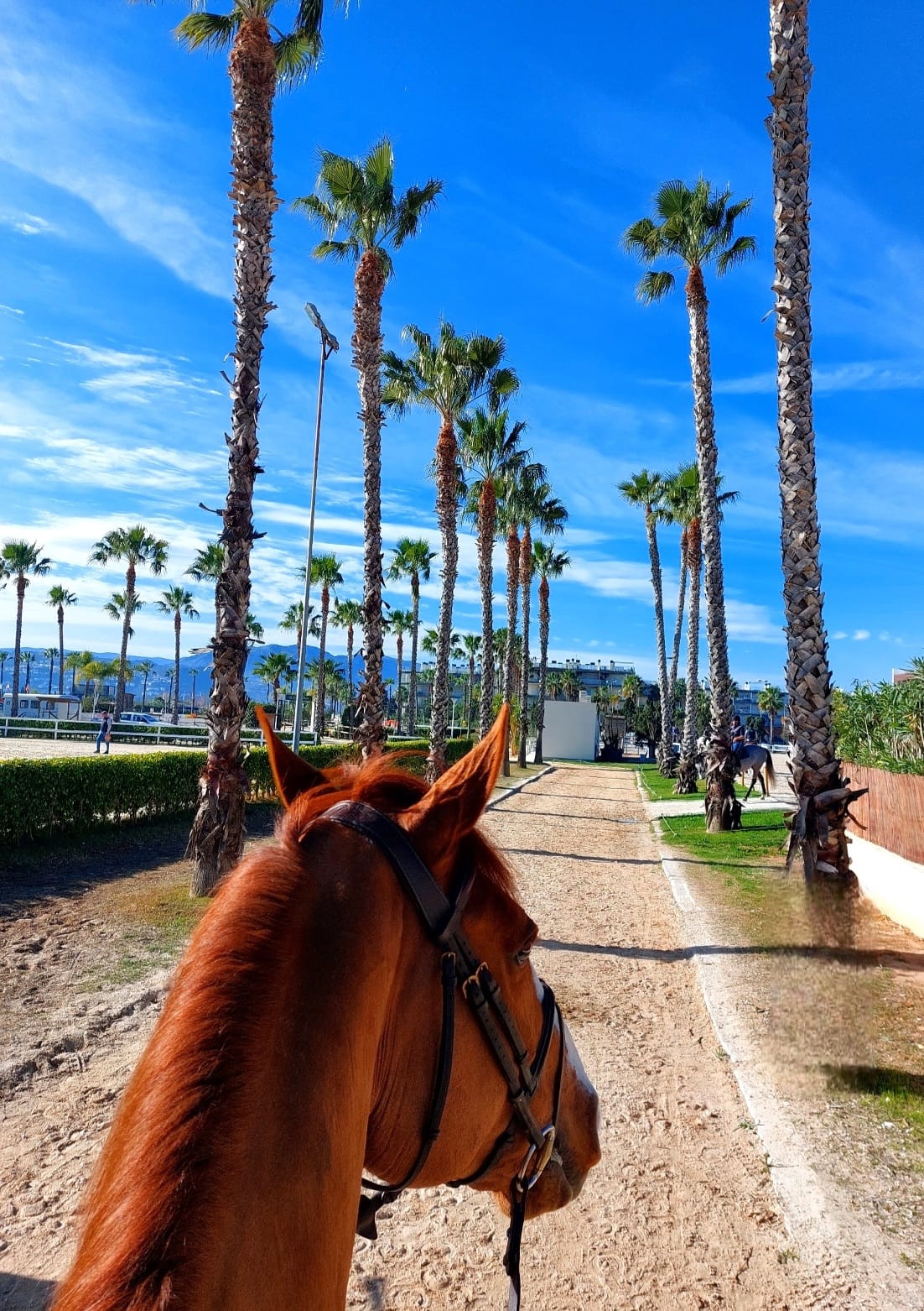 Eleonora al Mediterranean Equestrian Tour a Oliva Nova