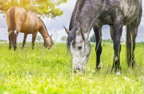 Cavalli che brucano in un prato in un allevamento equino