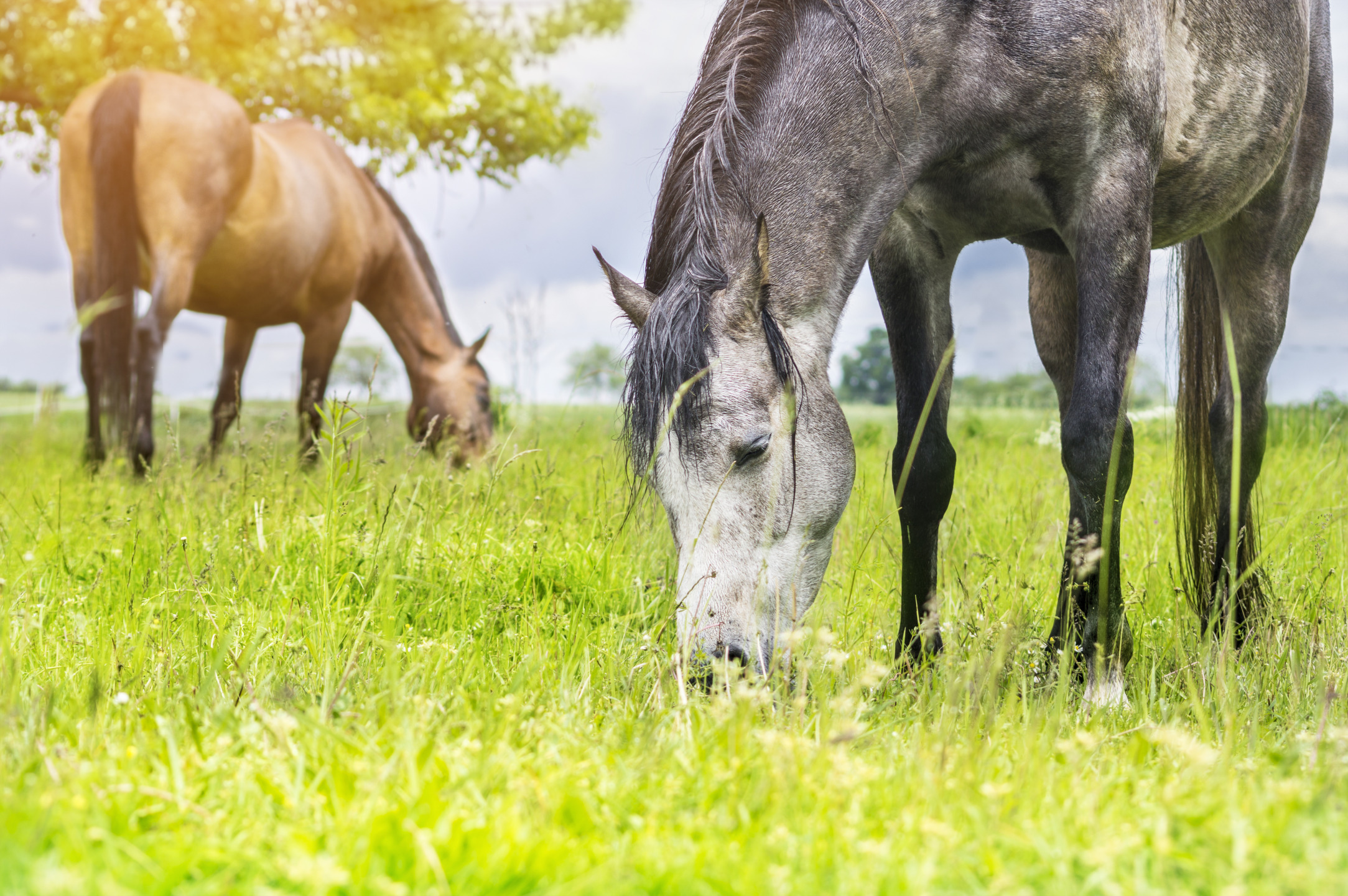 Cavalli che brucano in un prato in un allevamento equino