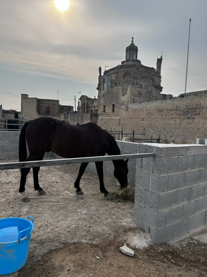 rmj horse rescue horse in malta