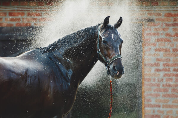 doccia di un cavallo dopo un colpo di calore