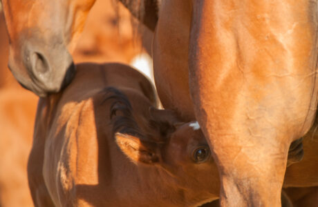 Puledro che beve il colostro dalla mamma, azione fondamentale per lo sviluppo del cavallo