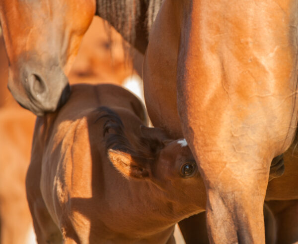 Puledro che beve il colostro dalla mamma, azione fondamentale per lo sviluppo del cavallo