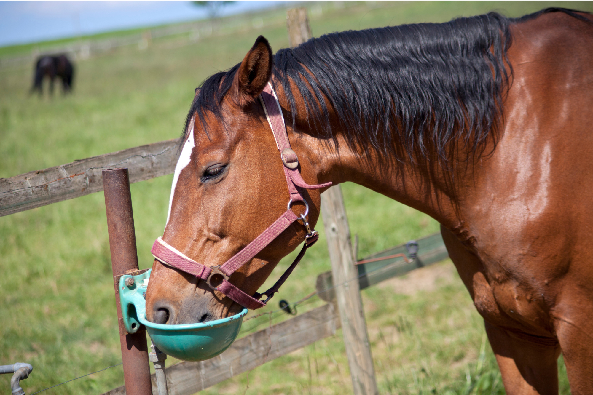 cavallo che beve