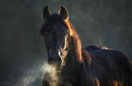 Visione monoculare e binoculare del cavallo. La vista