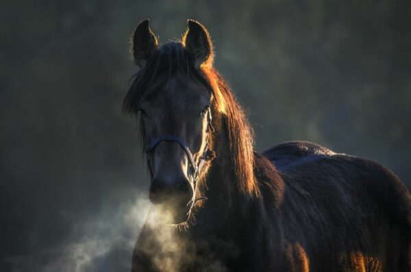 Visione monoculare e binoculare del cavallo. La vista