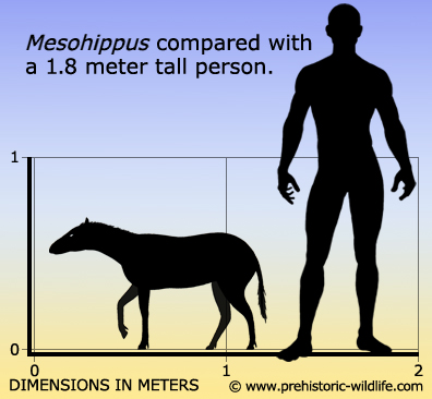 mesohippus size