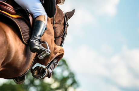 cavallo che riprende l'attività sportiva dopo la pausa estiva