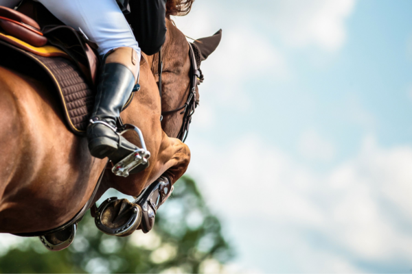 cavallo che riprende l'attività sportiva dopo la pausa estiva