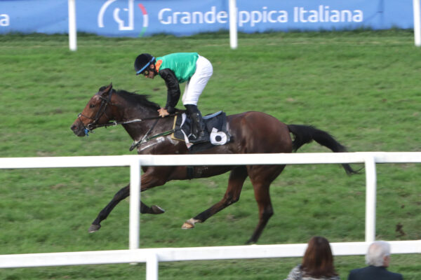 CORSA6_PREMIO-SPRINT-DARK-HORSE-SANCTUARY.jp