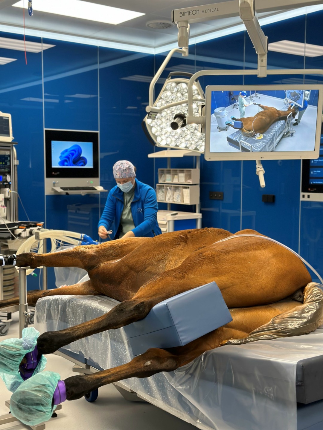 Clinica veterinaria equina Equitom a Lummen sala operatoria 2