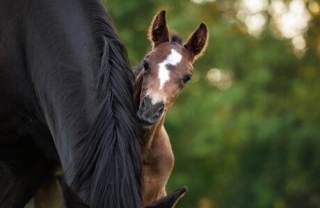 Cute little foal