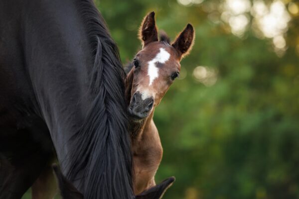 Cute little foal