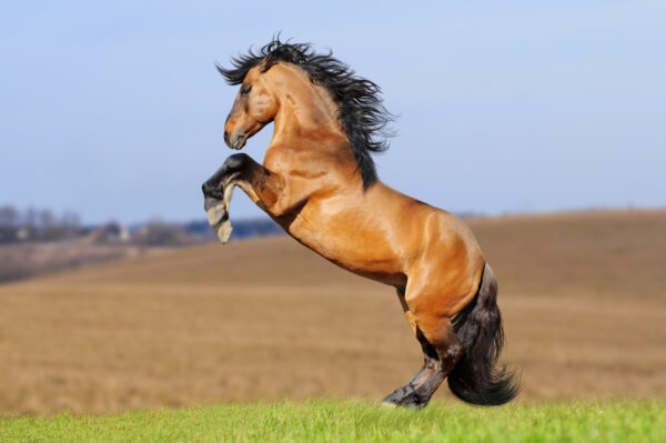 Cavallo lusitano in piedi in mezzo a un prato