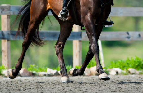 Gambe cavallo durante un allenamento