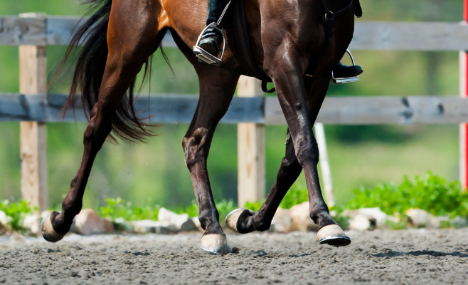 Gambe cavallo durante un allenamento