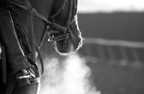 Cavallo durante un allenamento in inverno che respira