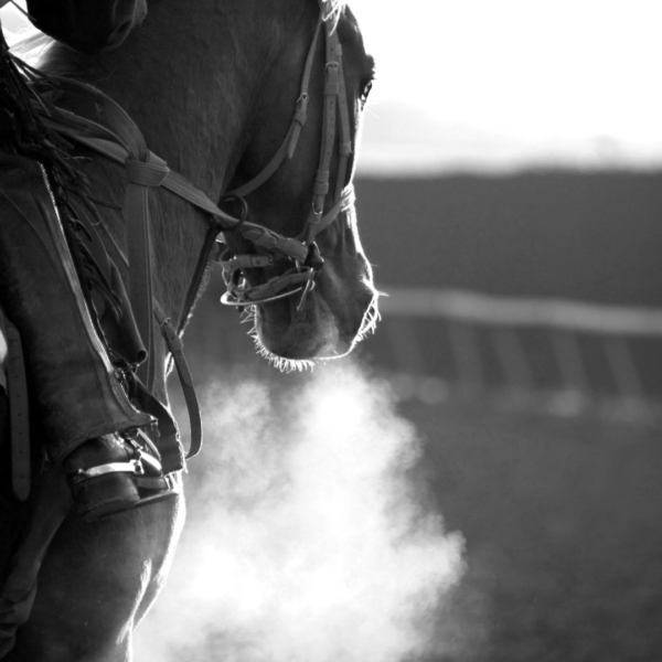 Cavallo durante un allenamento in inverno che respira