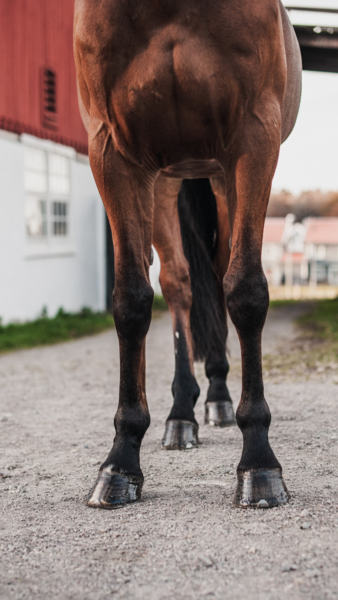 Zoccoli di un cavallo