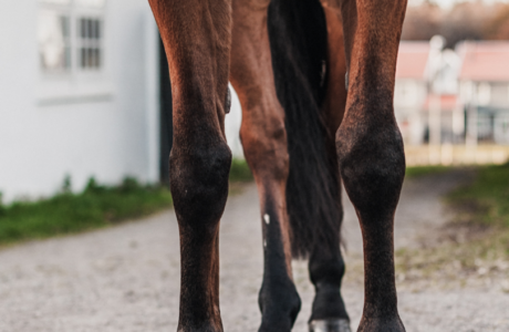 Zoccoli di un cavallo