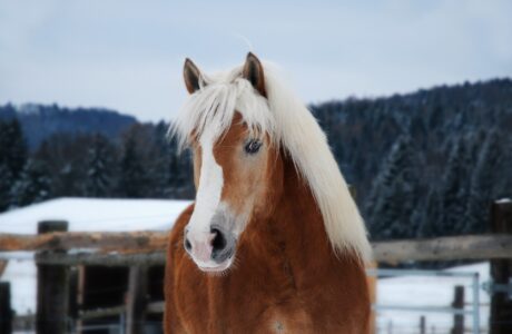 Haflinger nella neve