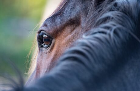 collo e occhio di un cavallo baio