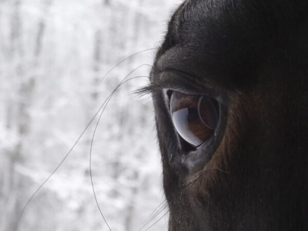 Endurance 8 cavalieri in gara in Francia questo fine settimana. novembre 2024