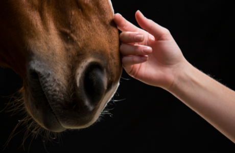 Mano che accarezza il muso di un cavallo