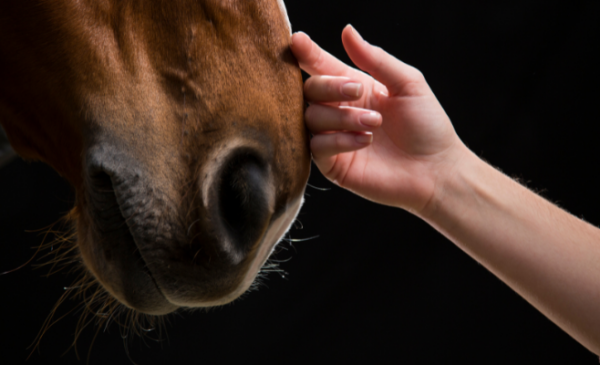 Mano che accarezza il muso di un cavallo