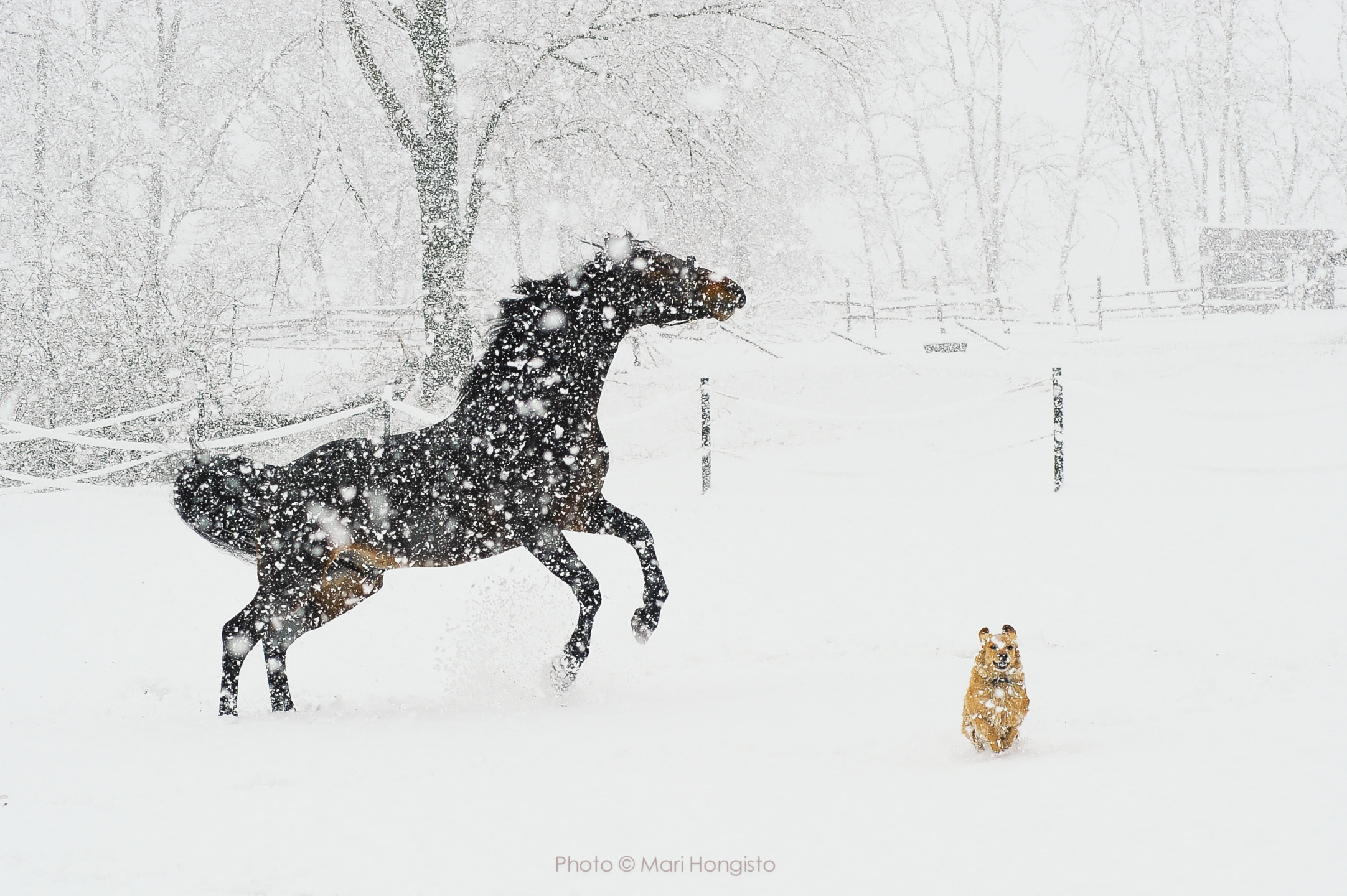 I cavalli e la magia della neve: un legame speciale