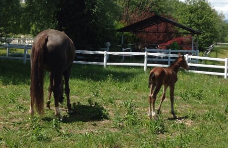 Paradise Paddock